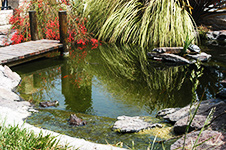 Frogs and Turtles Relax in the Pond