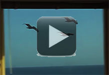 Watch elegant pelicans glide by the living room (6 MB)