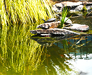Turtles Sunning on the Pond Island