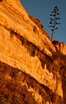 Sandstone Cliffs Near Calafia Beach